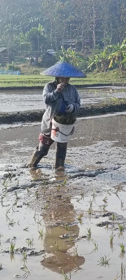 Kaewma Farmstay Khuang Kom エクステリア 写真