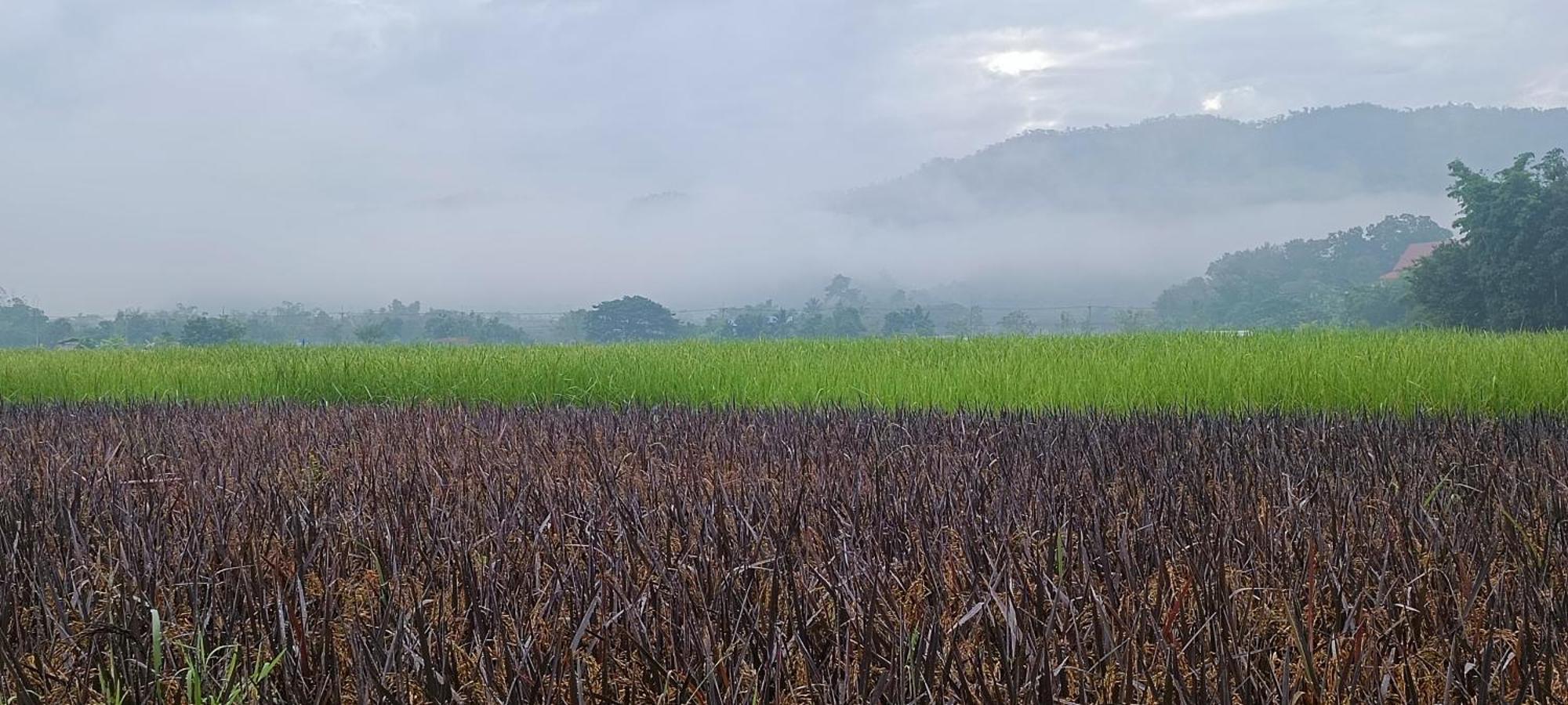 Kaewma Farmstay Khuang Kom 部屋 写真